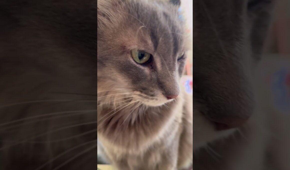 チップ #ねこ動画 #アメリカンカール #shortsvideos