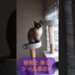 昼間と夜のシャム猫さん🐾#猫 #ねこ #cat #Shorts