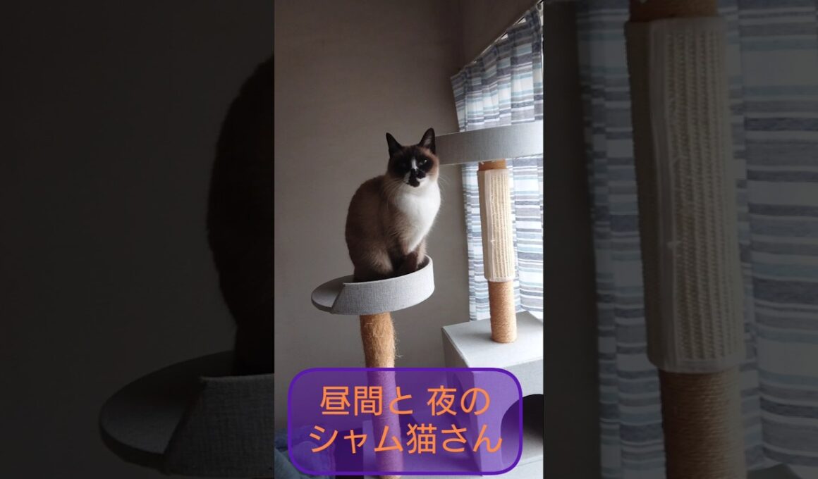 昼間と夜のシャム猫さん🐾#猫 #ねこ #cat #Shorts