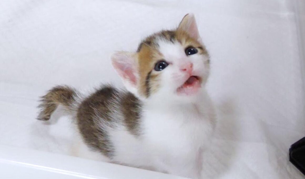 子猫がカワイイ声でミルクを下さいと訴えてきました【赤ちゃん猫　保護猫】
