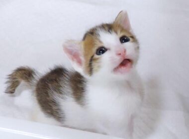 子猫がカワイイ声でミルクを下さいと訴えてきました【赤ちゃん猫　保護猫】