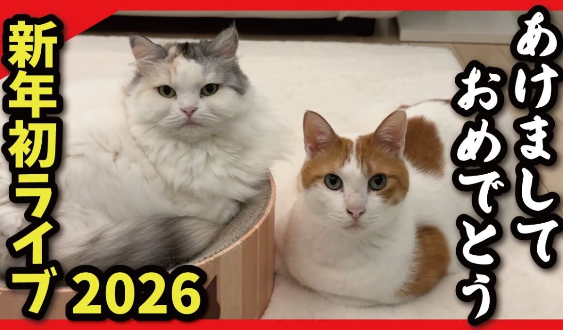 猫たちと一緒に新年をお祝いしませんか？【2026年あけおめライブ！】