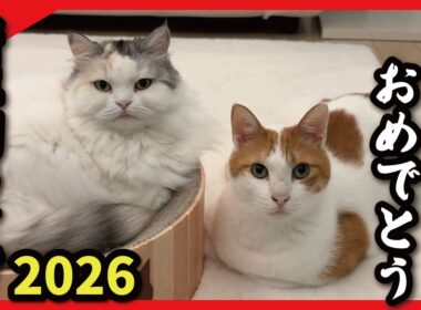 猫たちと一緒に新年をお祝いしませんか？【2026年あけおめライブ！】