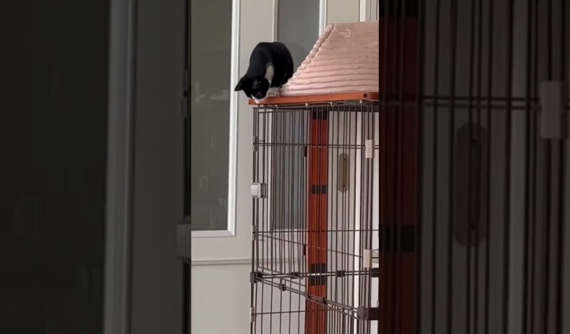 がんばる子猫 #shorts  #cat#子ネコ#ねこ#猫のいる暮らし#癒し#好きな子猫