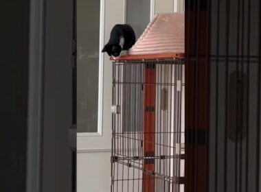 がんばる子猫 #shorts  #cat#子ネコ#ねこ#猫のいる暮らし#癒し#好きな子猫