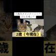 ２歳のメインクーンってどんな感じ？ #cat #猫のいる暮らし #ねこのいる生活 #猫動画 #shorts