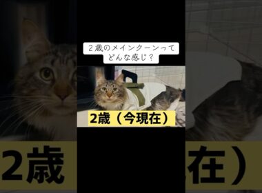２歳のメインクーンってどんな感じ？ #cat #猫のいる暮らし #ねこのいる生活 #猫動画 #shorts