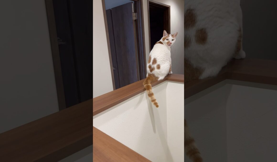 猫好きを2秒でおとす猫 #cat #日本猫 #保護猫