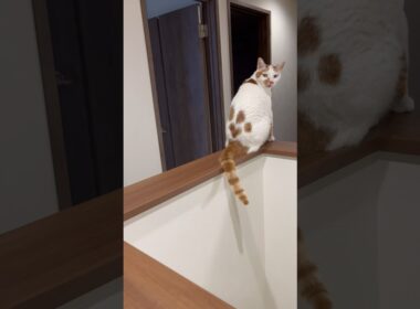 猫好きを2秒でおとす猫 #cat #日本猫 #保護猫