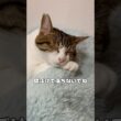 【保護猫】顔半分落ちながら寝てる猫