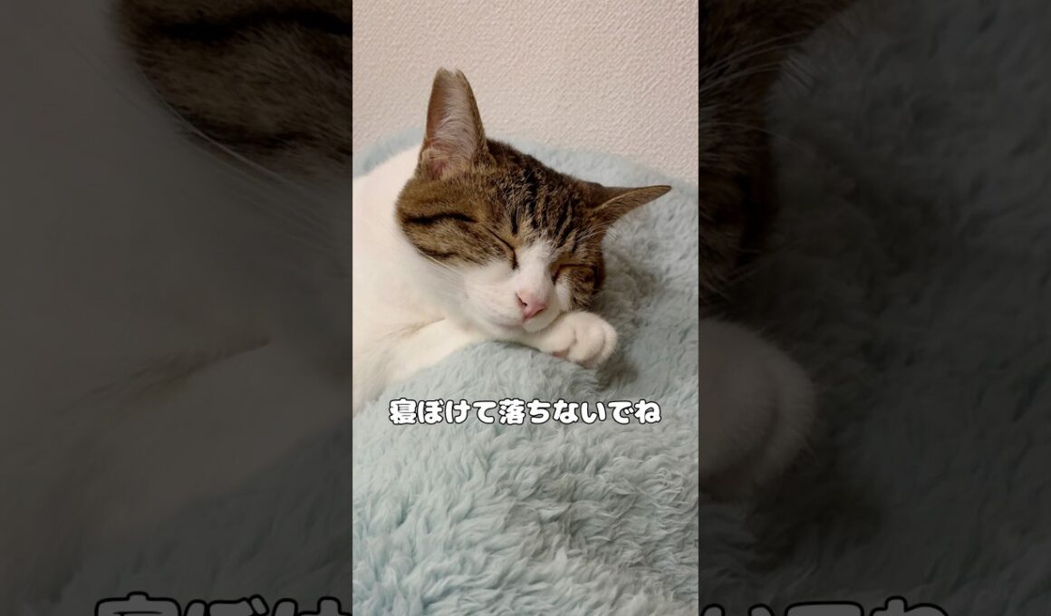 【保護猫】顔半分落ちながら寝てる猫