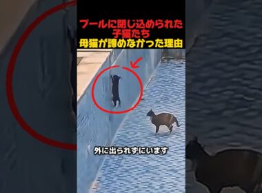 プールに閉じ込められた子猫立ち、母猫が諦めなかった理由　#感動する話