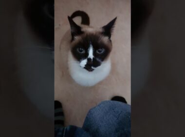 朝のシャム猫さん🐾#猫 #ねこ #cat #Shorts