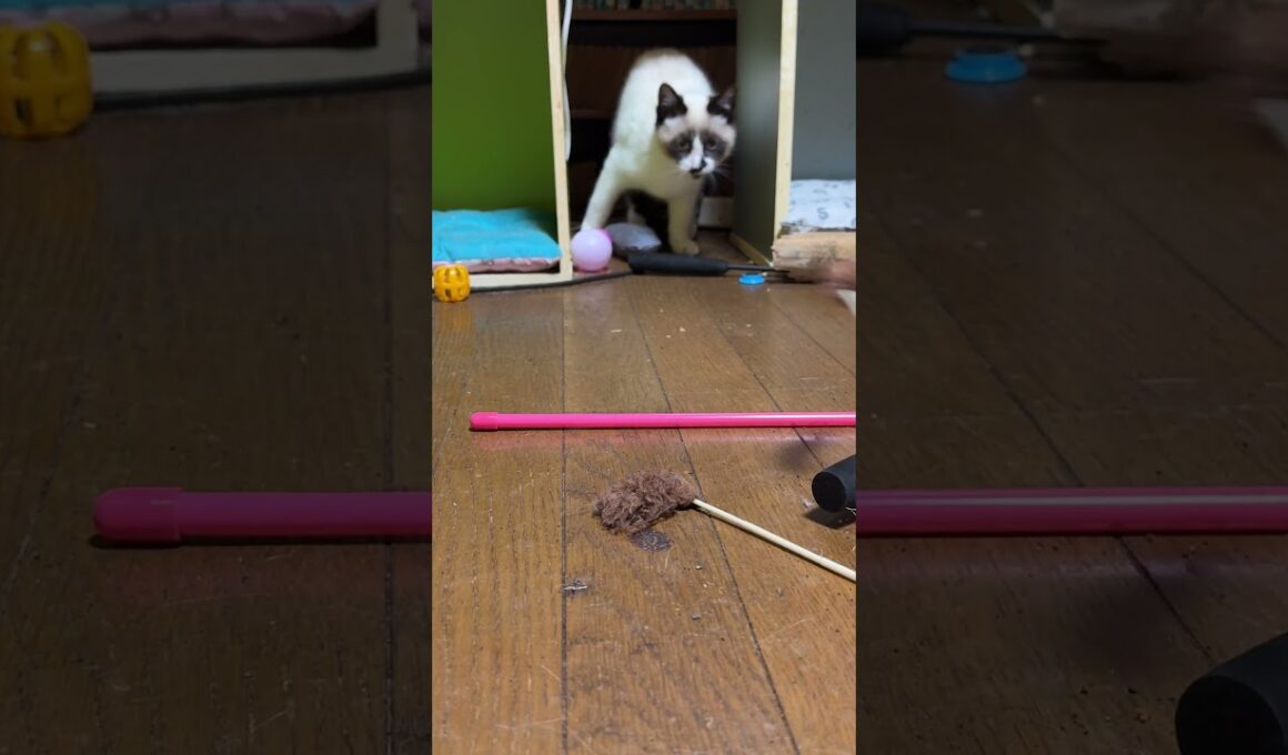 ウp主「シャムの子ねこパンダくん、心を開いて、ネコジャラシしようよ・・ダメだ、こりゃ」