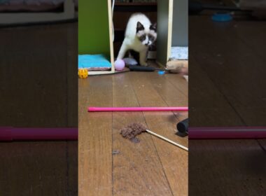 ウp主「シャムの子ねこパンダくん、心を開いて、ネコジャラシしようよ・・ダメだ、こりゃ」