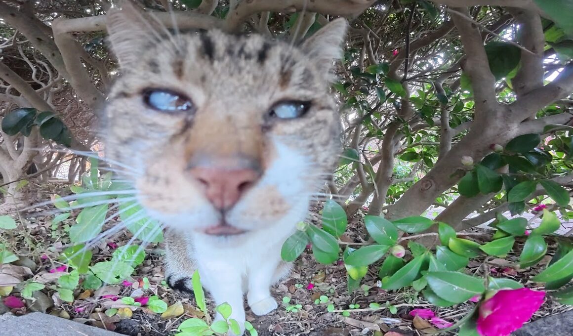 門限を破ったシャム猫がキジシロボスに詰められる