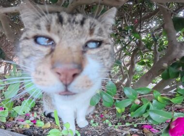 門限を破ったシャム猫がキジシロボスに詰められる