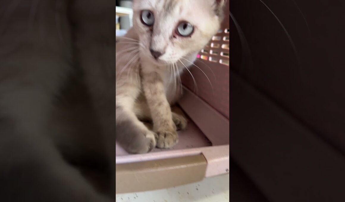 他のネコたちの体重測定したいんだけど、シャムの子ネコ雫