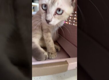 他のネコたちの体重測定したいんだけど、シャムの子ネコ雫