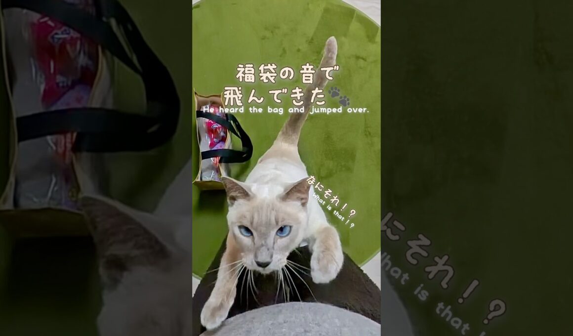 ドンキの猫用福袋🎁1000円｜思わずジャンプ抱っこ😸🐾 #猫動画