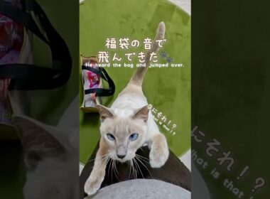 ドンキの猫用福袋🎁1000円｜思わずジャンプ抱っこ😸🐾 #猫動画