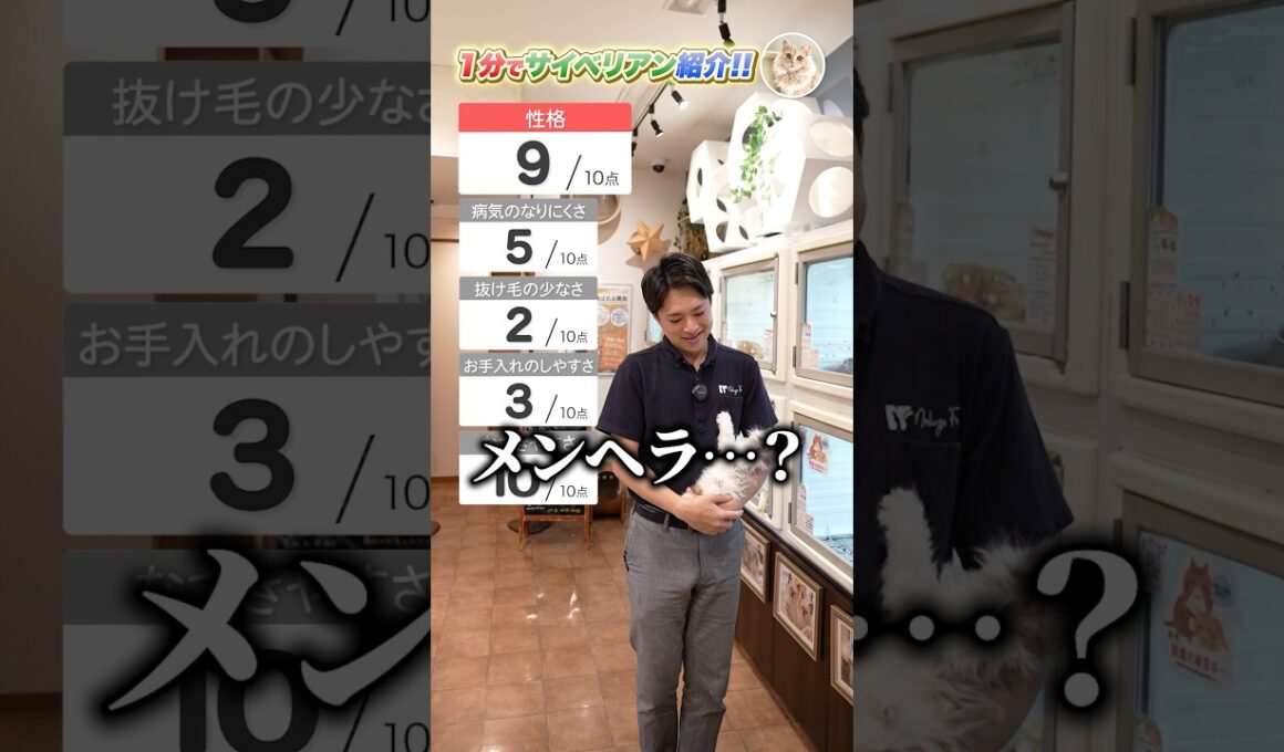 【1分で猫種紹介】サイベリアン編　猫界の大型犬!?プロが徹底解説します！