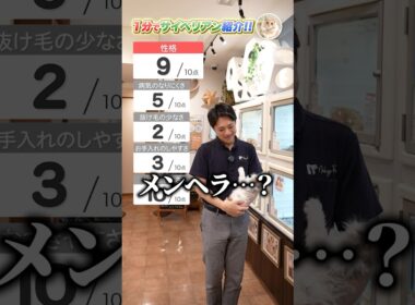 【1分で猫種紹介】サイベリアン編　猫界の大型犬!?プロが徹底解説します！