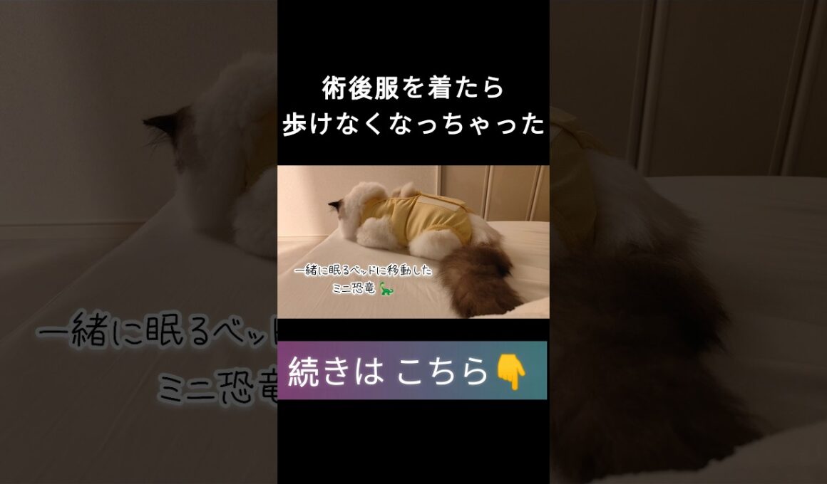 #shorts #ラグドール #子猫 #甘えん坊猫 #避妊手術 #ragdollcat