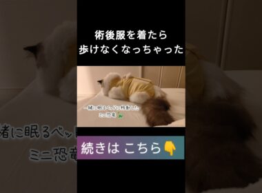 #shorts #ラグドール #子猫 #甘えん坊猫 #避妊手術 #ragdollcat