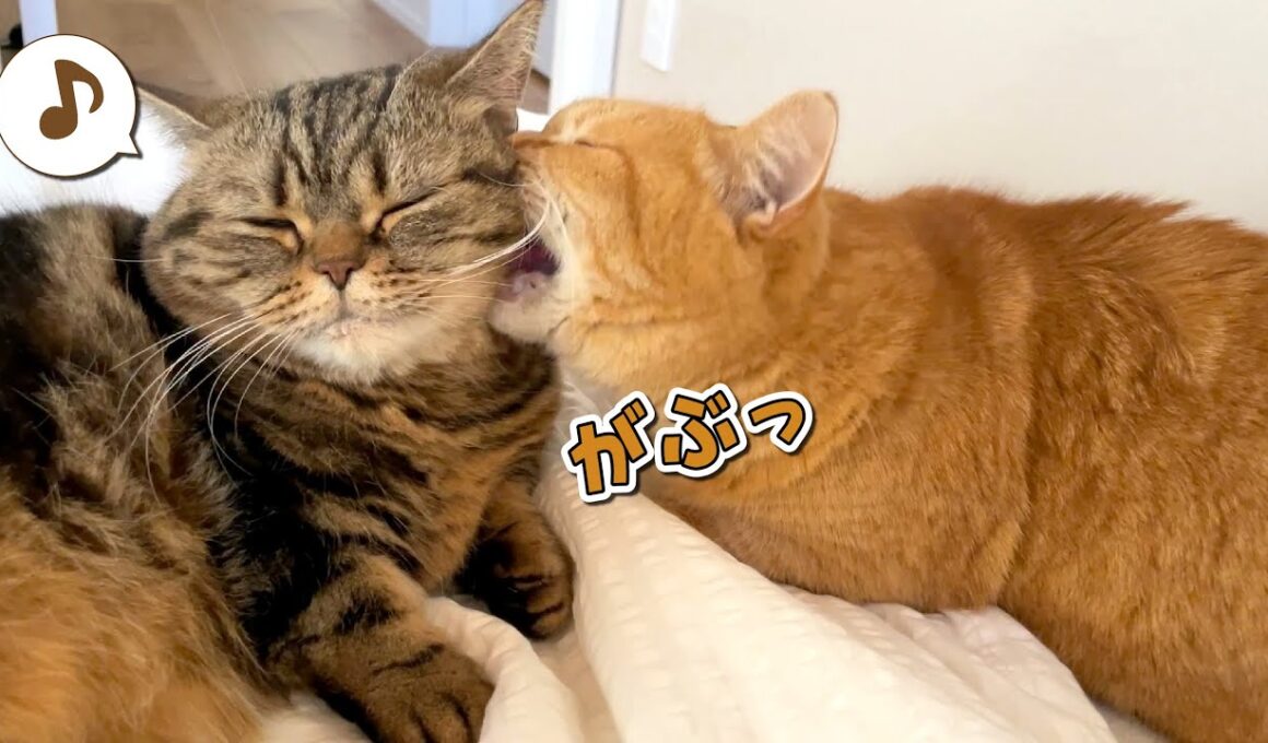 獅子舞みたいに噛み付いて厄払いをしてくれる兄猫が可愛すぎた！