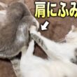 お兄ちゃん猫の肩をふみふみする子猫/爪切りした後はミルクで大騒ぎ