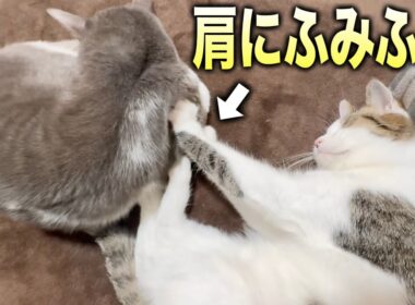 お兄ちゃん猫の肩をふみふみする子猫/爪切りした後はミルクで大騒ぎ
