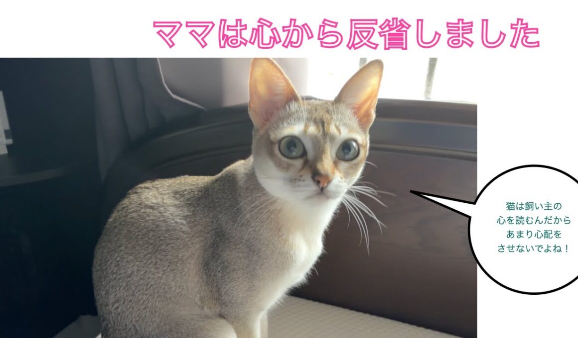 【シンガプーラ】反省しました！