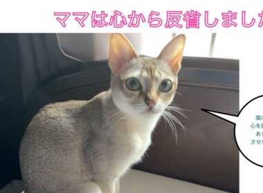 【シンガプーラ】反省しました！