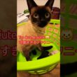 Too Cute, Brounie　可愛すぎる、ブラウニー #showts #cat #siamés #funny #シャム猫
