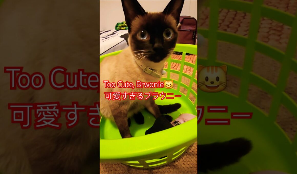 Too Cute, Brounie　可愛すぎる、ブラウニー #showts #cat #siamés #funny #シャム猫