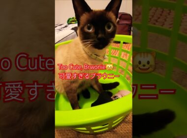 Too Cute, Brounie　可愛すぎる、ブラウニー #showts #cat #siamés #funny #シャム猫