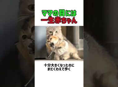 ママの目には一生赤ちゃん！大きな子猫を必死にくわえて運ぶママ猫！　 #すごい #癒し #ねこ #子ネコ  #元気になる動画 #ねこのいる生活 #猫のいる生活 #猫のいる暮らし #猫動画