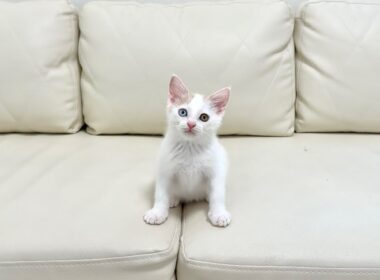 譲渡トライアルに失敗した子猫の今後について。