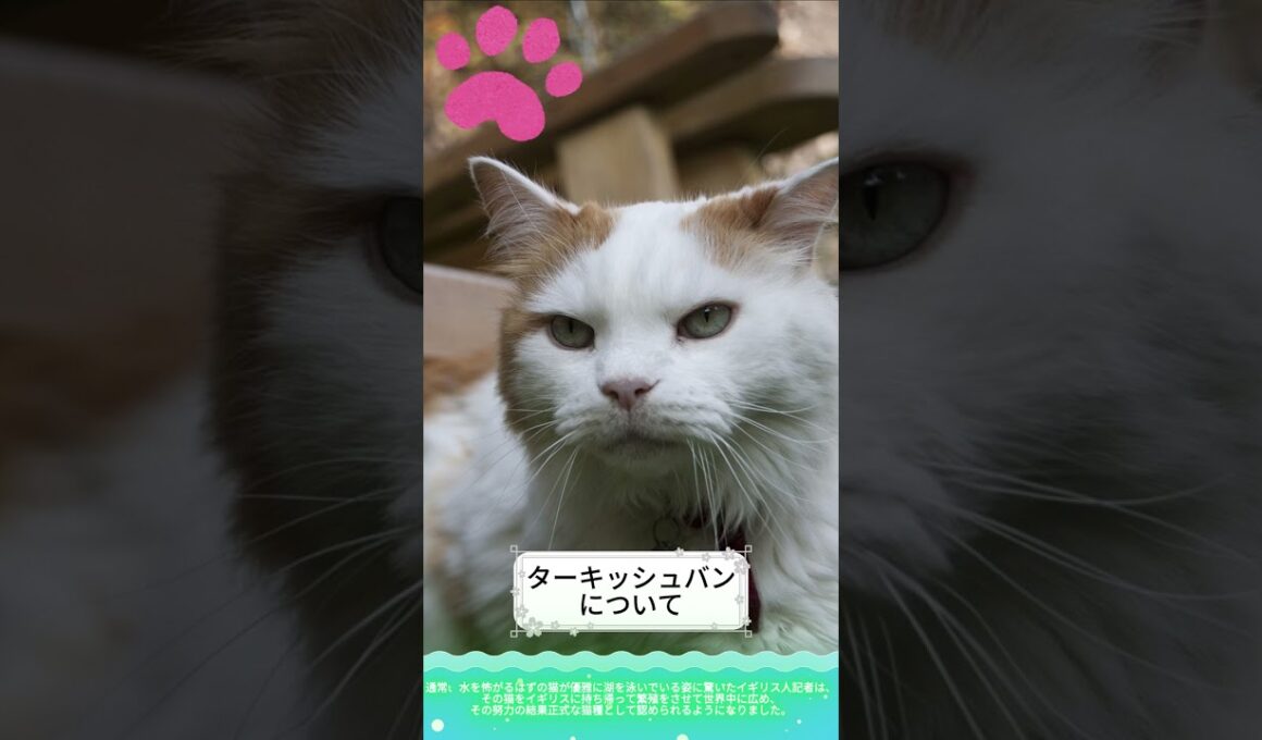 【ターキッシュバンについて】shorts ペットリフォーム セラフ榎本