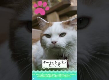 【ターキッシュバンについて】shorts ペットリフォーム セラフ榎本