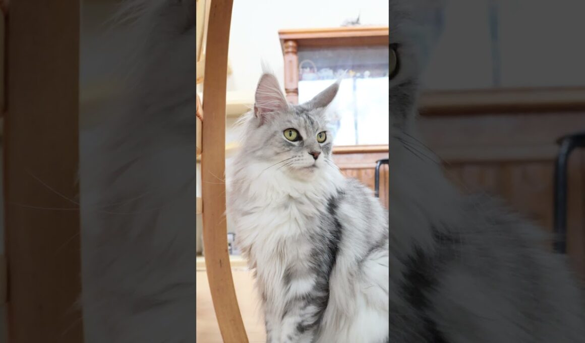 生後1歳5ヶ月シルバーのメインクーン女子マーゴさん