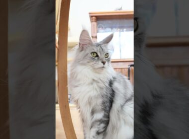 生後1歳5ヶ月シルバーのメインクーン女子マーゴさん