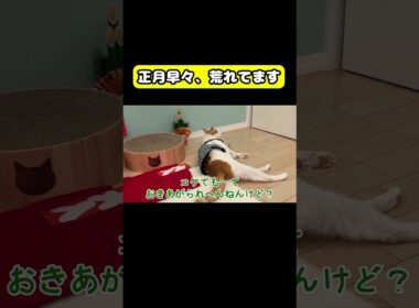 正月早々、荒れてます　#猫 #おもしろ #アテレコ #ニャンチューバーつくし