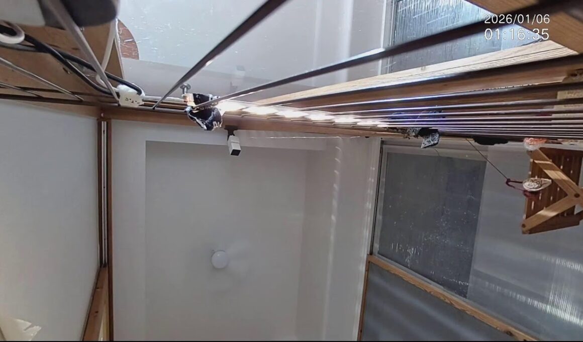 ■子猫9匹+α ■子猫室ライブ ■　20260105　13：20〜