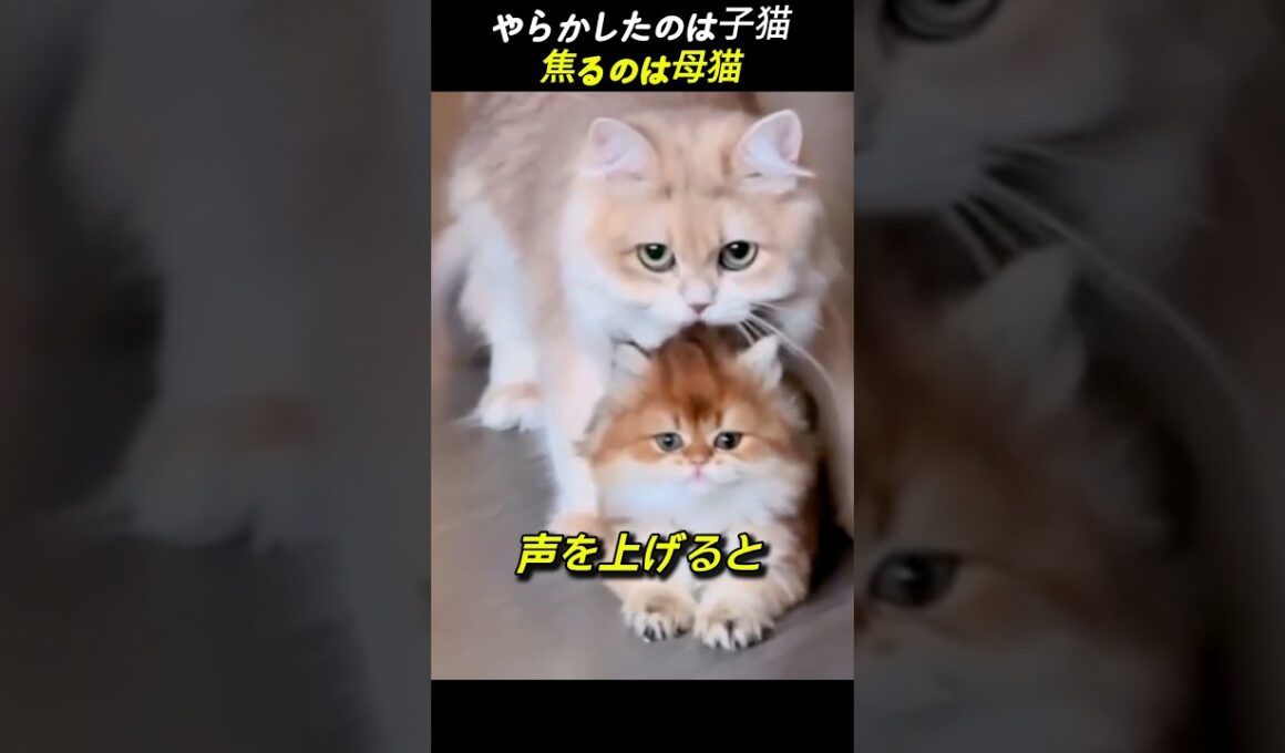 やらかしたのは子猫 焦るのは母猫