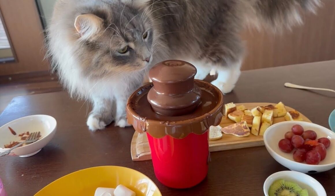 初めて見るチョコフォンデュを見学する猫　ラガマフィン　サイベリアンA cat observing chocolate fondue for the first time.
