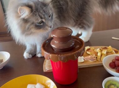 初めて見るチョコフォンデュを見学する猫　ラガマフィン　サイベリアンA cat observing chocolate fondue for the first time.