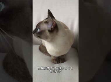 これがトンキニーズ！甘えんぼうすぎるハイブリッド猫🐱✨#トンキニーズ#猫好き #かわいい猫