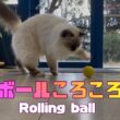 バーマン猫ラフ【ボールころころ】Rolling ball（バーマン猫）Birman/Cat